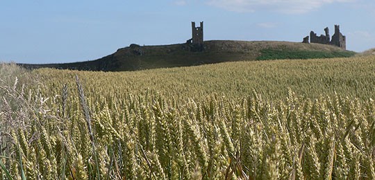 St Oswald's Way Views - Dunstanburgh Castle